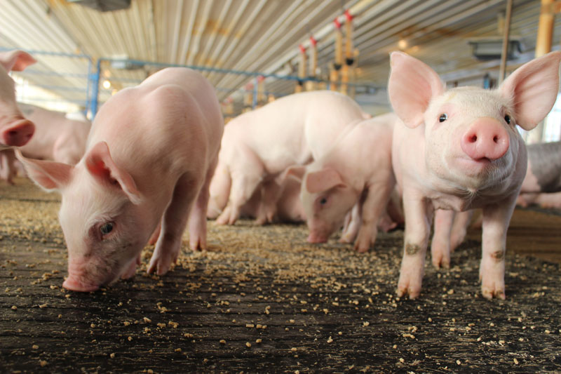 friesen pigs